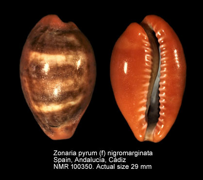 Zonaria pyrum (f) nigromarginata.jpg - Zonaria pyrum (f) nigromarginata Deprez & Govaert,2009 